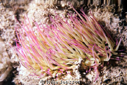 Sea anemone in shallow water near Kalamata by Wiljo Jonsson 